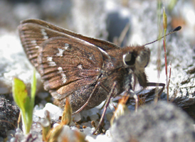 Cobweb Skipper